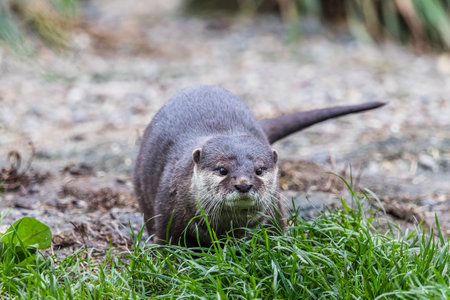 Close up of a Short clawed otter scavaging on the ground in Lancashire.の写真素材