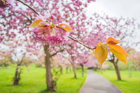 Close up of pink cherry blossom on an avenue of trees in a public park in Liverpool seen in April 2023.の写真素材