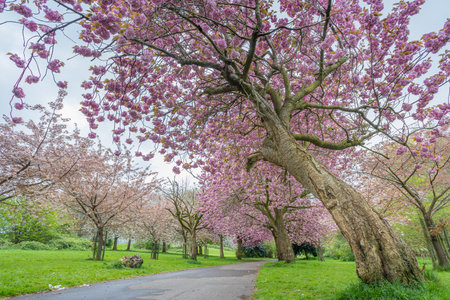 Cherry blossom on an avenue of trees in a public park in Liverpool seen in April 2023.の写真素材