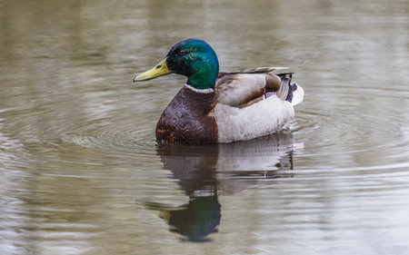 A mallard duck pictured on the waters surface reflecting back.の写真素材