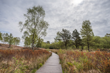 A long board walk stretches out of the frame over the boggy wetland above High Dam Tarn in the Lake District.の写真素材