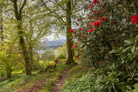 Pretty red Rhododendron flowers seen in Stagshaw Gardens with Lake Windermere peeking through the trees in the distance.の写真素材