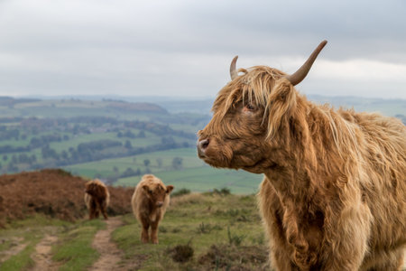 Three photogenic Highland cows seen at Baslow Edge on the Derbyshire Dales in autumn of 2021.の写真素材