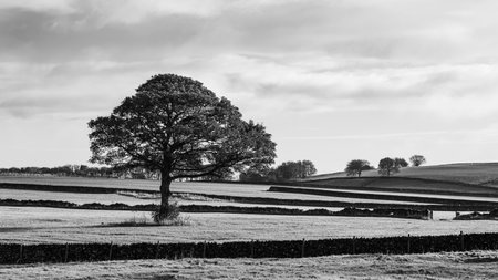 A black and white image of a lone tree near Sheldon in the Derbyshire Dales surrounded by traditional stone walls layering the landscape.の写真素材