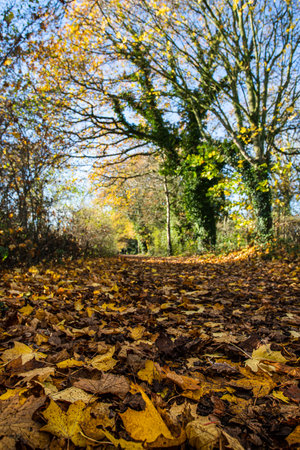 A carpet of golden coloured leaves cover some of the Wirral Way or Wirral Circular Trail bridleway in Cheshire.の写真素材