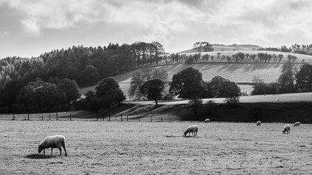 A black and white image of sheep grazing next to the River Derwent at Hathersage in the Derbyshire Dales.の写真素材