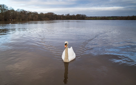 A mute swan approaches the camera on the edge of the Carr Mill Dam near St Helens in Merseyside.の写真素材