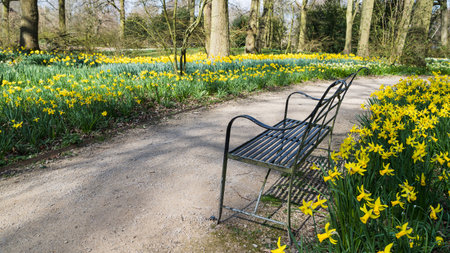 A bench surrounded by pretty yellow daffodil flowers in the spring sunshine captured in March 2022 in a Cheshire garden.の写真素材