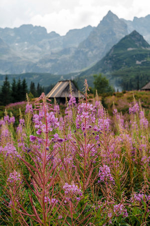summer in the italian alps, wildflowers and hutの写真素材