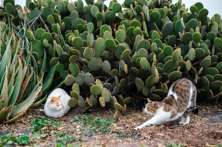 Two cats in a garden with large cactus plants, one cat stretching and the other resting.
