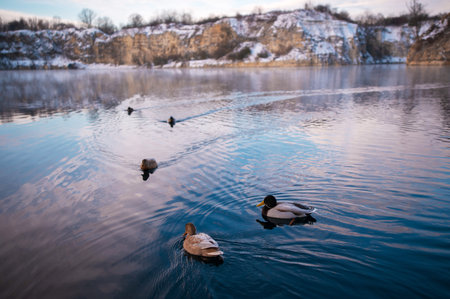 A serene winter scene with ducks swimming in a calm lake surrounded by snow-covered cliffs.の写真素材