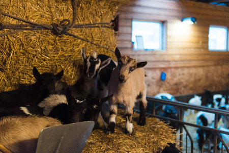 Goats in a barn standing on hay bales with a wooden wall background.の写真素材