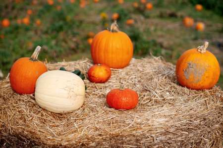 Various pumpkins on a hay bale in a pumpkin patch.の写真素材