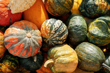 A variety of colorful gourds and squashes in a pile.の写真素材