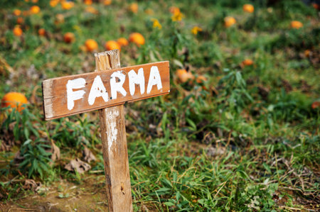 Wooden sign in a pumpkin field.の写真素材