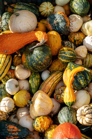 A colorful assortment of various gourds and pumpkins in different shapes and sizes.の写真素材