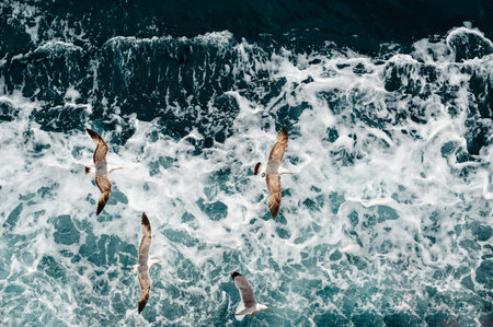 Aerial view of seagulls flying over ocean waves.の写真素材