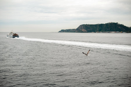 A ferry sails on a calm sea with a seagull flying nearby and a distant island.