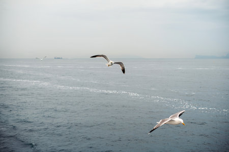 Two seagulls flying over a calm sea with a cloudy skyの写真素材