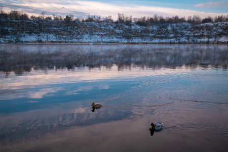 Two ducks swimming on a calm lake with snowy banks and a cloudy sky.の写真素材