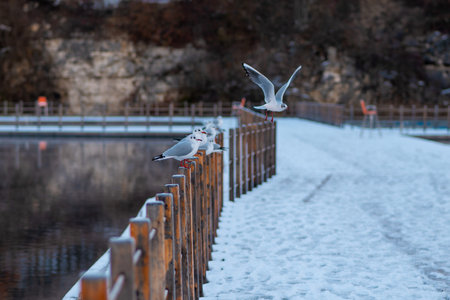 Seagulls perched on a snowy wooden fence by a lake in winter.