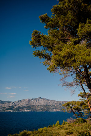 A lush pine tree overlooks the deep blue Adriatic Sea and a coastal town nestled at the base of rugged mountains in Croatiaの写真素材