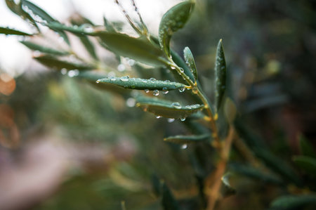 Close-up of an olive branch with fresh water droplets clinging to its green leaves after a rain showerの写真素材