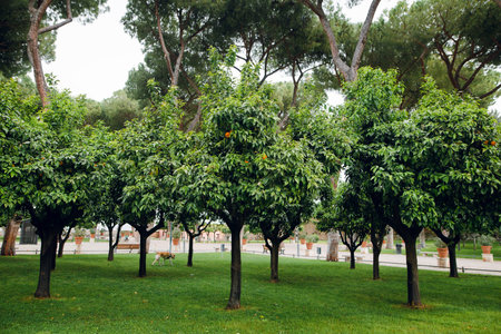 A dog walks through a lush green park lined with mature orange trees and tall pine trees in Rome, Italyの写真素材