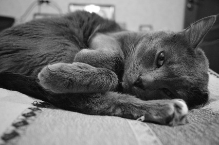 gray catの写真素材