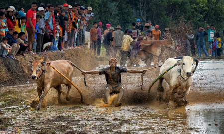 Jockey spurs the cow during the traditional Pacu Jawi cow race festival on October 2015 in Tanah Datar, West Sumatera, Indonesia.のeditorial素材