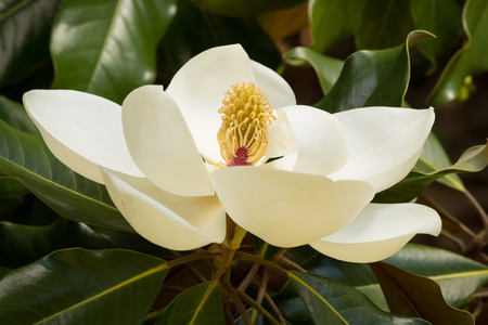 Surrounded by glossy green leaves, a lush creamy-white Magnolia blossom glows with perfect beautyの写真素材