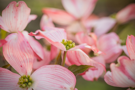 In all their Springtime glory, a profusion of Pink Flowering Dogwood blossoms fill the frame