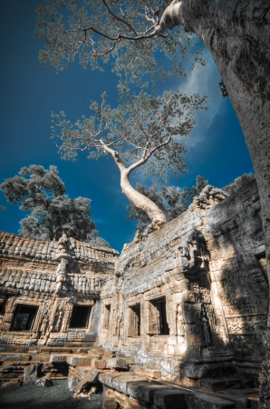 Ta Prohm is the modern name of a temple at Angkor, Siem Reap Province, Cambodia, built in the Bayon style largely in the late 12th and early 13th centuries and originally called Rajaviharaの写真素材
