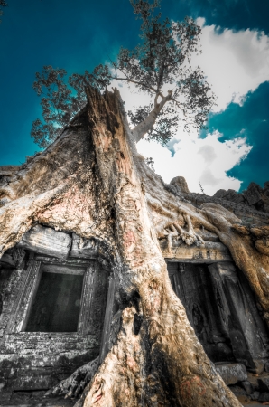 Big tree in jungle temple Cambodia, Siem Reap, Angkor Watの写真素材