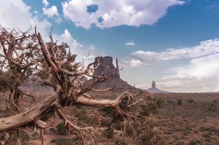 Monument Valley with some wood in foreground.の写真素材