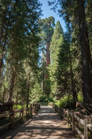 tree trail Sequoia national park forestの写真素材