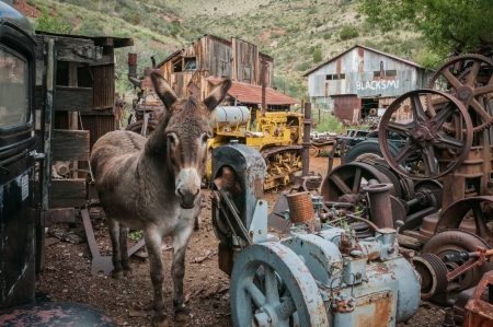 Jerome Arizona Ghost Town donkey and a lot of garbageの写真素材