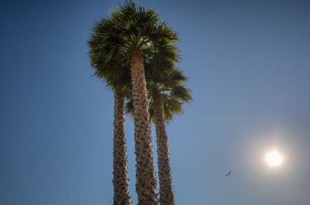 Palms with sun on Highway one coastlineの写真素材
