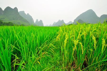 Beautiful Li river side Karst mountain landscape in Yangshuo Guilin, Chinaの写真素材
