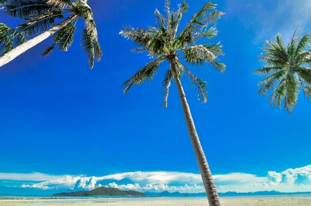 panoramic tropical beach with coconut palm blue sky  Koh Samui, Thailand, Asiaの写真素材