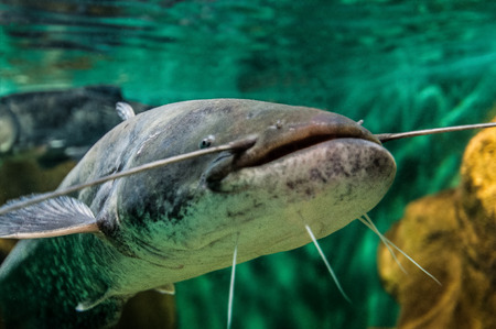 Closeup of a tropical redtail catfish (Phractocephalus hemioliopterus) swimming in an aquariumの写真素材