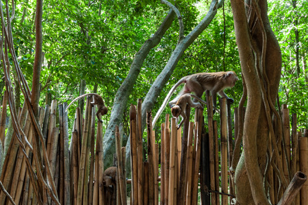 Wild monkeys Railay beach in Krabi Thailand