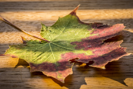 autumn background with colored leave in germanyの写真素材