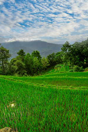 South east China, Yunan - 2011: Rice terraces in highlands of soの写真素材