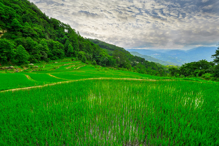 South east China, Yunan - 2011: Rice terraces in highlands of soの写真素材