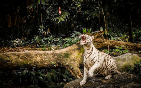 White Tiger in Sigapore Zoo 2016 on feedingの写真素材