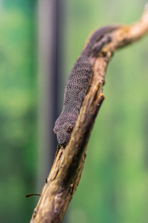 golden tailed Closeup of a Gecko (Gecko gecko).の写真素材
