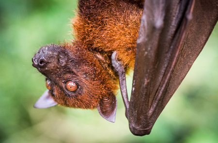 Malayan flying fox bat hanging on a tree branchの写真素材