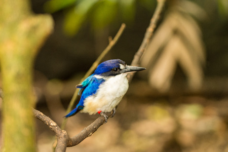 Forest kingfisher, Australiaの写真素材