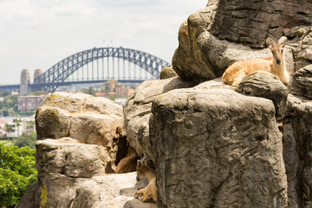 Australia sydney panoramic cloudy sky and bright cityscape lineの写真素材